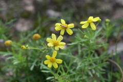 Senecio tenuifolius